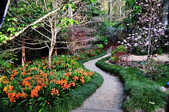 Path through Japanese garden in spring
