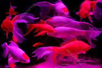 Fish in the aquarium