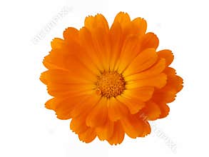 Design Elements: Flower Head