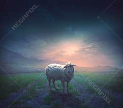 The Lost Sheep