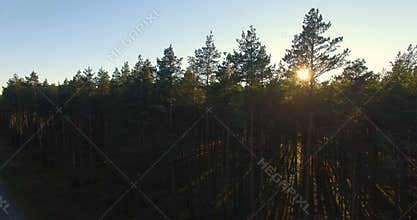 Aerial view of sunlight over trees in a pine forest at sunset.