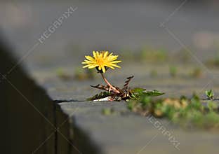 Nuisance weed or beautiful wild flower?