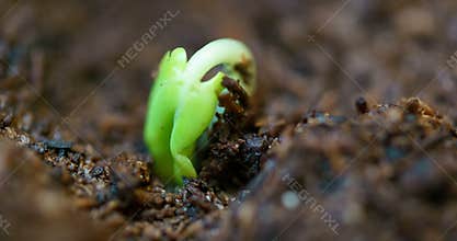Small green rose plant growing in ground germinating from seed, springtime summer timelapse