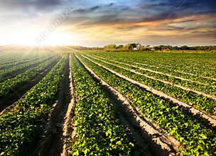 Cultivated Land