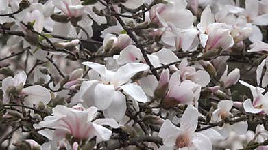 Pink magnolias beautifully blossom