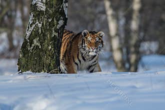 Siberian Tiger in the snow Panthera tigris