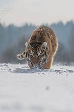 Siberian Tiger in the snow Panthera tigris