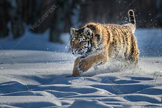 Siberian Tiger in the snow Panthera tigris