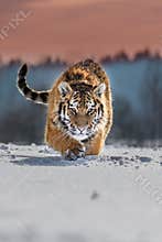 Siberian Tiger in the snow Panthera tigris