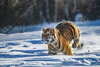 Siberian Tiger in the snow Panthera tigris