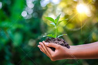 Earth Day In the hands of trees growing seedlings. Bokeh green Background Female hand holding tree on nature field grass Forest co