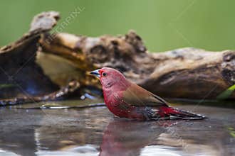 Jameson`s Firefinch in Mapungubwe National park, South Africa