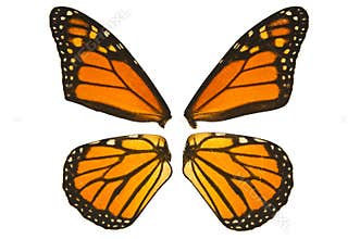 Monarch butterfly wings