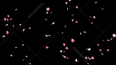 Petals sakura cherry blossom falling for overlays, looped