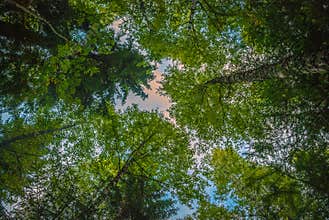A look up and away through the canopy