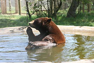 Bathing Beauty Bear