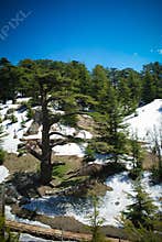 Lebanese cedars at the Arz ar-Rabb mountain aka Cedars of God in Kadisha valley, Lebanon