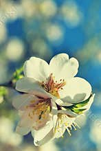 Beautiful blossom tree. Nature scene with sun on Sunny day. Spring flowers. Abstract blurred background in Springtime.