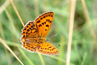 Butterfly on a spring meadow.