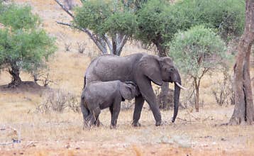 Wild African Elephants