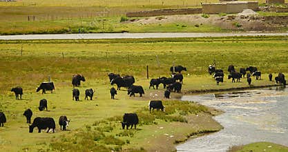 4k a flock of yak on the Prairie,River flowing through the tibet grassland.