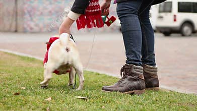 Woman letting dog off leash, funny pug wearing Santa costume, Christmas spirit