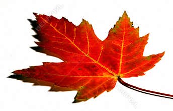 Autumn leaf