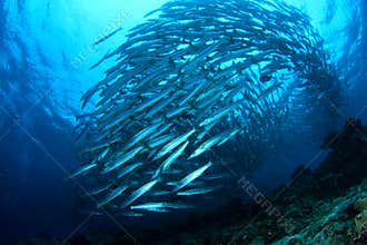 School of Barracuda