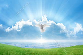White dove Holy spirit bird flies in skies