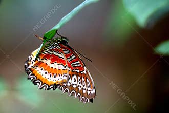 Tropical Rainforest Butterfly