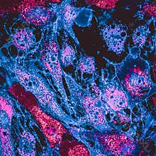 Confocal image of mitochondria
