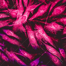 Fibroblast cells mebrane labeled with fluorescent dye