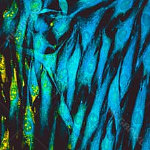 Fibroblast cells mebrane labeled with fluorescent dye