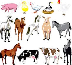 Farm Animals