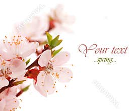 Spring Flowers.