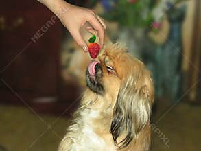 Dog and Strawberry