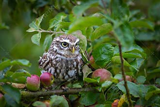 Little owl Athene noctua