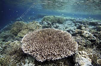 Tropical coral reef, Raja Ampat islands