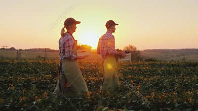 Two farmers man and woman are walking along the field, carrying boxes with fresh vegetables. Organic farming and family