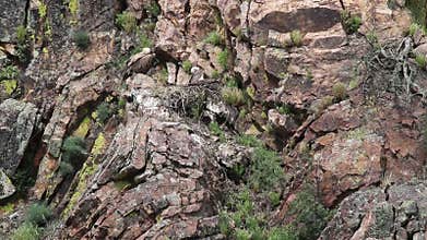Griffon vultures upon nest, Spanish Extremadura