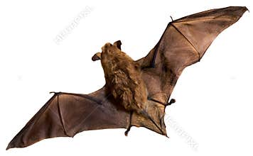 Bat