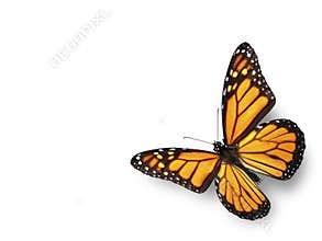 Monarch Butterfly Flying in Corner