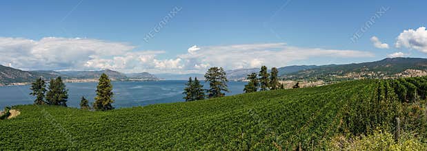 Penticton, Canada - August 04, 2018 : View of vineyard in the Okanagan Valley Penticton British Columbia Canada.