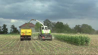 OLOMOUC, CZECH REPUBLIC, AUGUST 14, 2018: Harvesting corn field on silage as a cattle feeds farm for cows, agricultural
