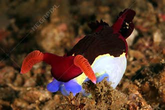 Nembrotha chamberlaini
