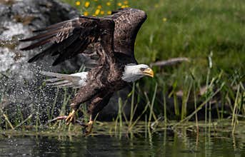 Bald Eagle Flying in Blue Sky