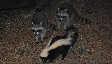 Two Raccoons and a Striped Skunk