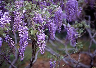 Wisteria, Brooklyn Botanic Garden