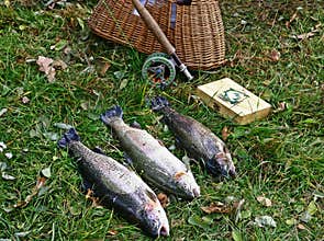 Rainbow trout trophy on fly fishing
