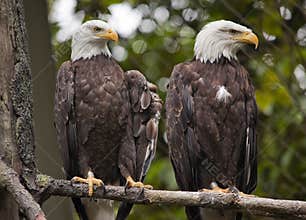 White Head Bald Eagles in Tree Washington